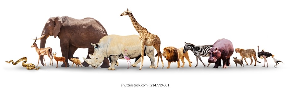 Many different Africans animal elephant, rhino, giraffe, lion zebra cheetah and others together isolated on white - Shutterstock ID 2147724381