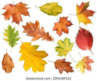 Many different bright autumn leaves isolated on white - Powered by Shutterstock