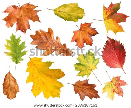 Many different bright autumn leaves isolated on white