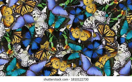 Many different bright butterflies as background. Beautiful insect