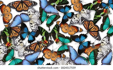 Many different bright butterflies on white background - Powered by Shutterstock