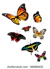 Many Different Butterflies Flying, Isolated On White Background