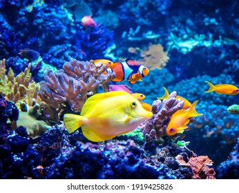 515,183 Coral Fish Images, Stock Photos & Vectors | Shutterstock