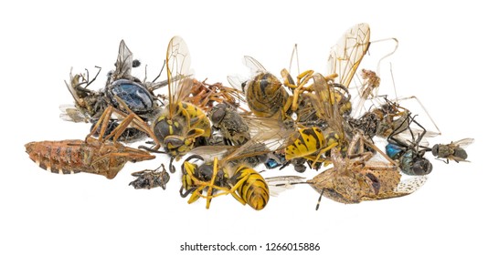 Many different dead insects are in one pile. Isolated on white