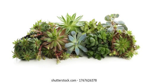 Echeveria Images, Stock Photos & Vectors | Shutterstock