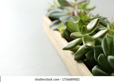 Many different echeverias in wooden tray on light background, closeup. Succulent plants