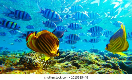 Many Different Fish Underwater Marine World Stock Photo 1015815448 ...