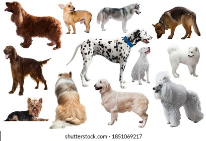 924 Different kinds dogs Images, Stock Photos & Vectors | Shutterstock