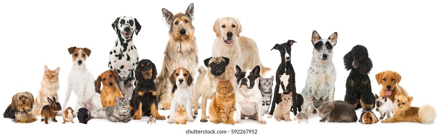 Many Different Pets Isolated On White Stock Photo (Edit Now) 592267952