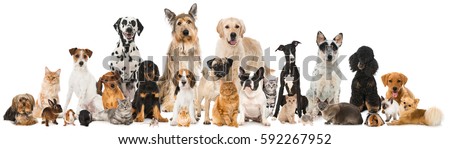Many different pets isolated on white