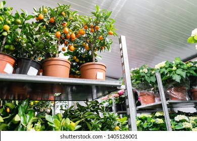 Many different plants in flower pots in flowers store. Garden center and wholesale supplier concept. Green background. Lots of leaves. - Shutterstock ID 1405126001