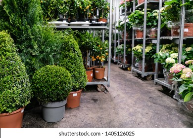 Many Different Plants In Flower Pots In Flowers Store. Garden Center And Wholesale Supplier Concept. Green Background. Lots Of Leaves.