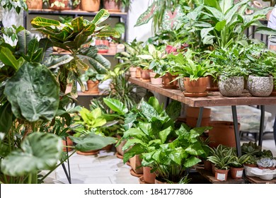 Many Different Plants In Flower Pots In Flowers Store. Garden Center And Wholesale Supplier Concept. Green Background. Lots Of Leaves.