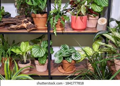 Many Different Plants In Flower Pots In Flowers Store. Garden Center And Wholesale Supplier Concept. Green Background. Lots Of Leaves.