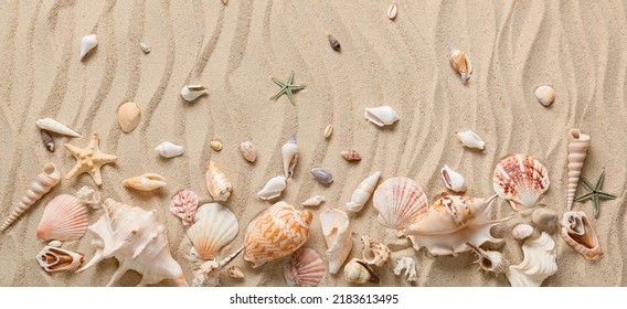 Many different sea shells on beach sand