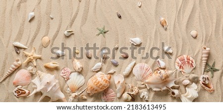 Many different sea shells on beach sand