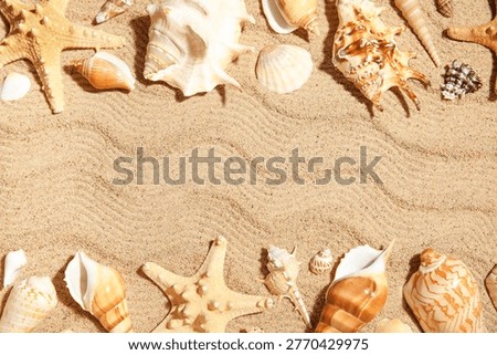 Many different sea shells on sand