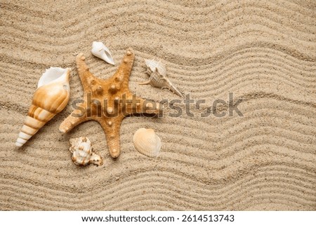 Many different sea shells and starfish on sand