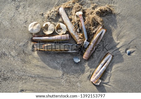Many different shells found on the Dutch coast. Sometimes a few, Sometimes many shells together.