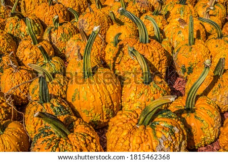 Many different sizes and shapes of pumpkins with warts on them that are called goose bumps a strange and unusual type of pumpkin at a farm on a bright sunny day in autumn