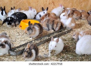 Many Different Small Rabbits At Rabbit Farm