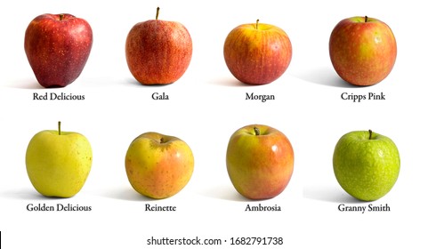 Many Different Variety Apples Name Stock Photo 1682791738 | Shutterstock