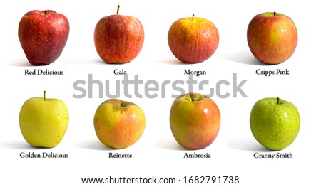 Many different variety apples with name