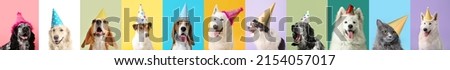 Many dogs and cat in party hats on colorful background