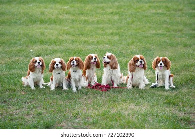 Many dogs cavalier king charles spaniel on a grass background