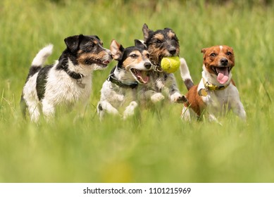 Many dogs run and play with a ball in a meadow - a cute pack of Jack Russell Terriers