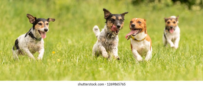 Many Dogs Run And Play With A Ball In A Meadow - A Cute Pack Of Jack Russell Terriers