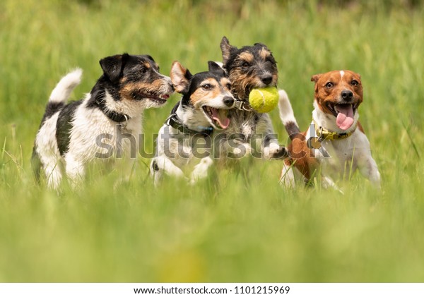 Many dogs run and play with a ball in a\
meadow - a cute pack of Jack Russell\
Terriers