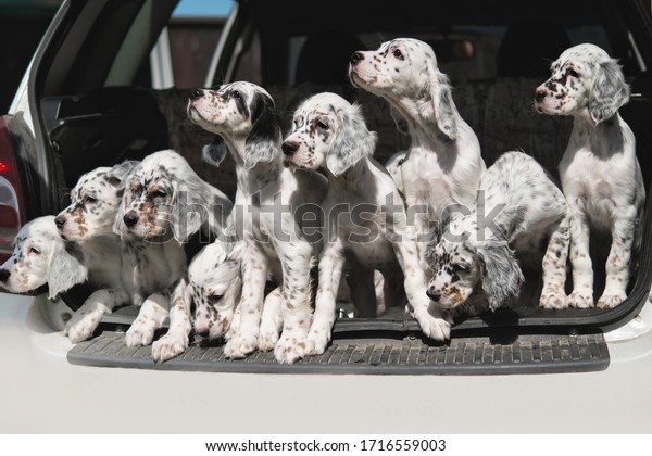 Many dogs\
are sitting in the trunk of the car. Puppies of the Setter.\
Transportation of animals. Breeder takes the puppies to the\
veterinary clinic for vaccination. Hunting\
dogs