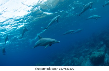 many dolphins family, underwater photography