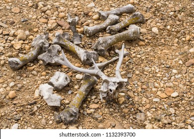 Many dry bones of animals in desert 
