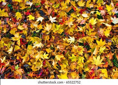 Many dry colorful autumnal leaves covering the ground