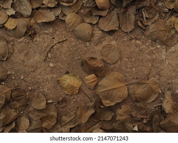 Many Dry Leaves Fell From The Trees, Leaving The Middle Ground Overlooking The Ground