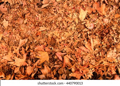 Autumn Forest Floor High Res Stock Images Shutterstock