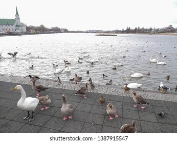 Many Ducks, Birds In Tjörnin Lake