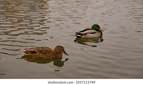 Many Ducks Swimming Serenely in a Tranquil Pond During a Cloudy Afternoon. - Powered by Shutterstock