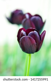A many early tulip hybrids – Queen of Night, has black - purple petals. Blooming black - purple tulips on blurred background. Beautiful flowers as floral natural backdrop.