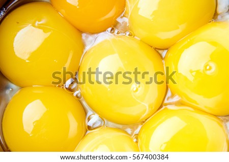 Many egg yolks close-up. Intense and bright yellow color. The main ingredient for the preparation of fried eggs, omelette, poached eggs. Fresh eco-friendly farm products