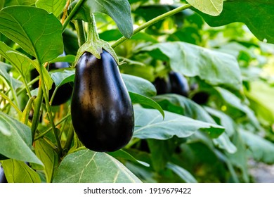 Many eggplants in greenhouse with high technology farming. Aubergine eggplant plants in plantation. Agricultural Greenhouse with Aubergine vegetables