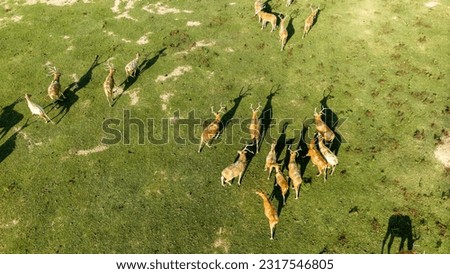many elk on wetland under sunlight