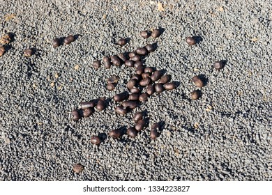 Many Excrements Camels On Ground Stock Photo 1334223827 | Shutterstock