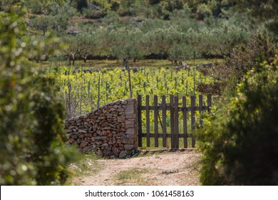 Many families living on Hvar produce a wide range of quality wines which are made from the autochthonous grape varieties Bugava, Rukatac and Plavac Mali all grown in their own vineyards.