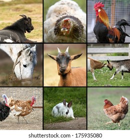 Many Farm Animals Together, Collage With Nine Images