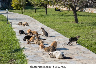 Many Feral Cats Are Eating Outside