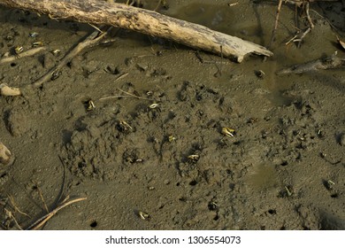 Many Fiddler Crab (Uca Forcipata) Or Ghost Crab Emerging From Its Burrow And Walking On Mudflats In Mangrove Forest During Low Tide.