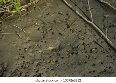 Many Fiddler Crab (Uca Forcipata) Or Ghost Crab Emerging From Its Burrow And Walking On Mudflats In Mangrove Forest During Low Tide.